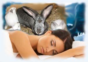 К чему снятся кролики во сне женщине. Кролик во сне для женщины. Женщина заяц.