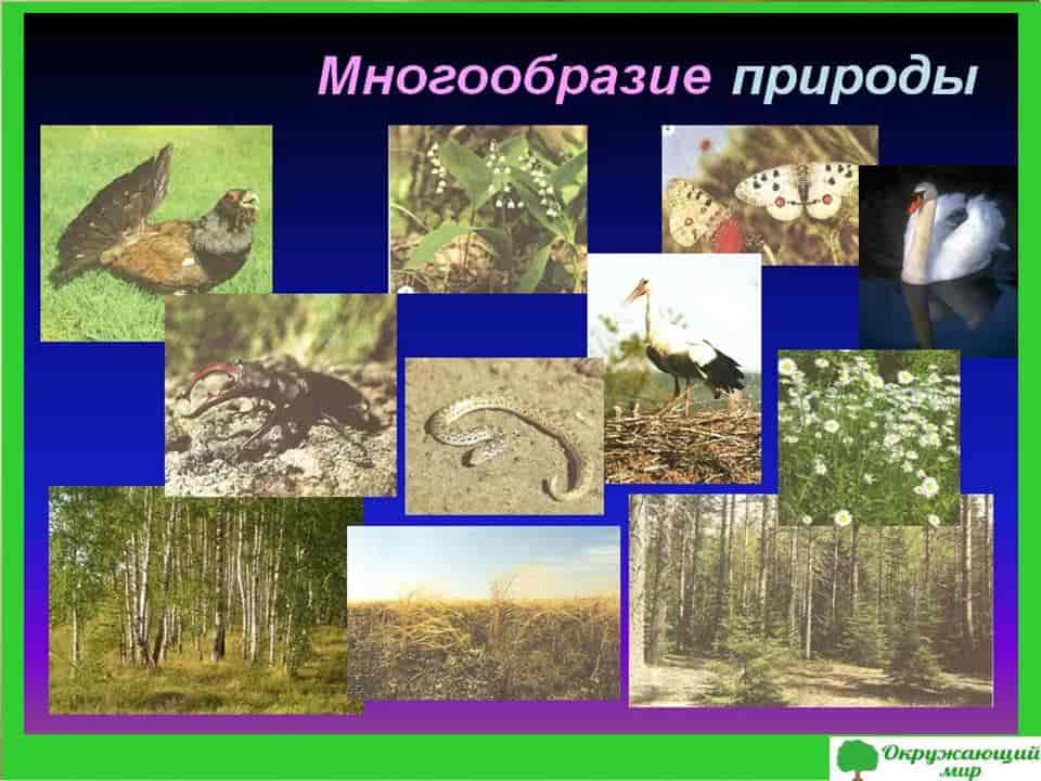 Природа разнообразие природы презентация. Многообразие природы. Многообразие природы России. Множественность природ. Инсталляция показывающая разнообразие природы.
