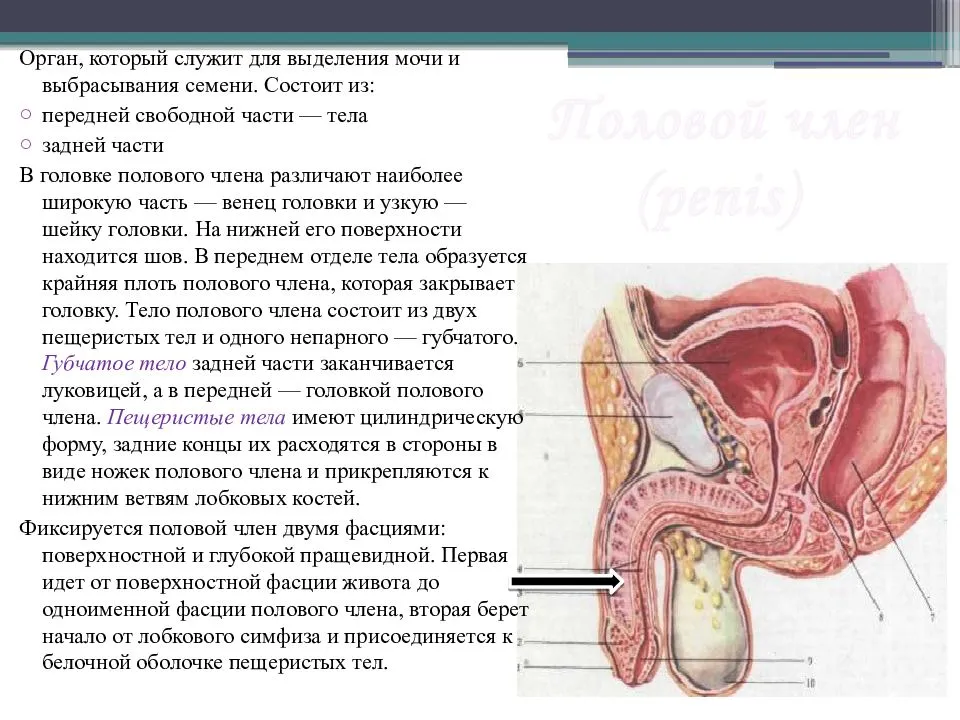 Схема разреза полового члена